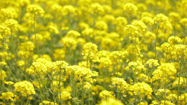 油菜视频素材