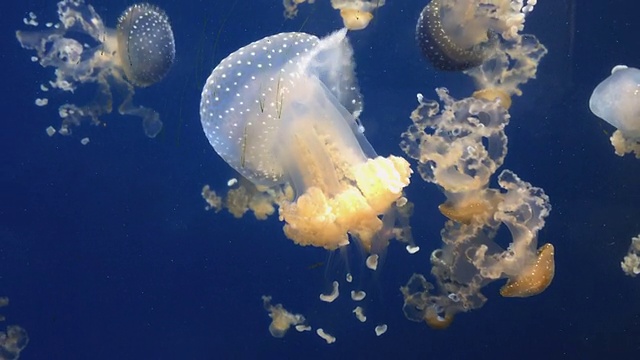 水族馆里的水母视频素材