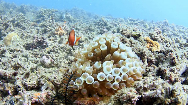 海葵视频素材