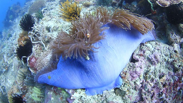 海葵视频素材