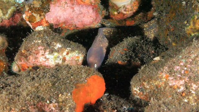 海鳗吃鱼视频素材