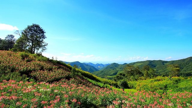 山上美丽的花田视频素材