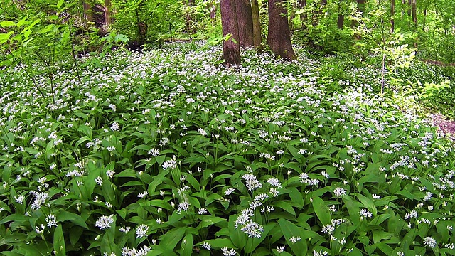 先用野生大蒜视频素材