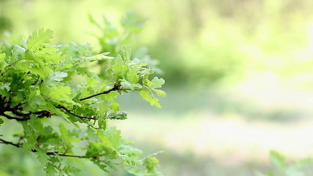 橡树分支视频素材