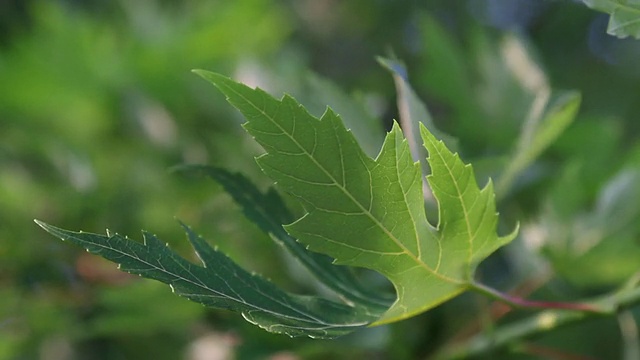 伊利诺斯州的枫叶视频素材