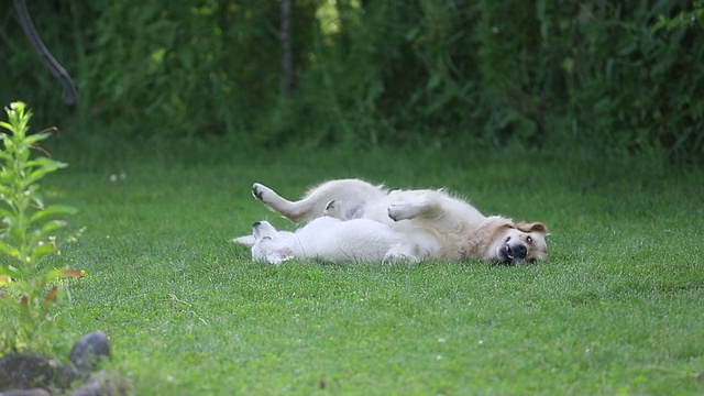 2金毛寻回犬在花园里玩耍视频素材