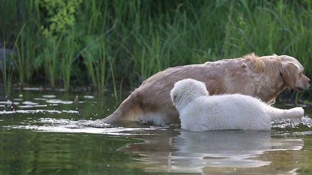 老金毛猎犬教小狗如何游泳视频素材