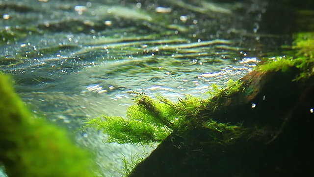 绿色海藻水下背景视频素材