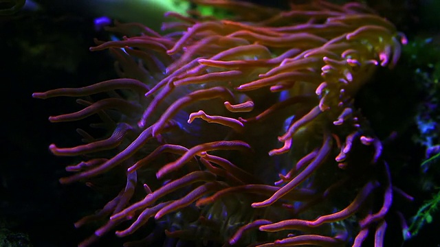 长触须海葵。海藻近距离-海洋生物水下背景。视频素材