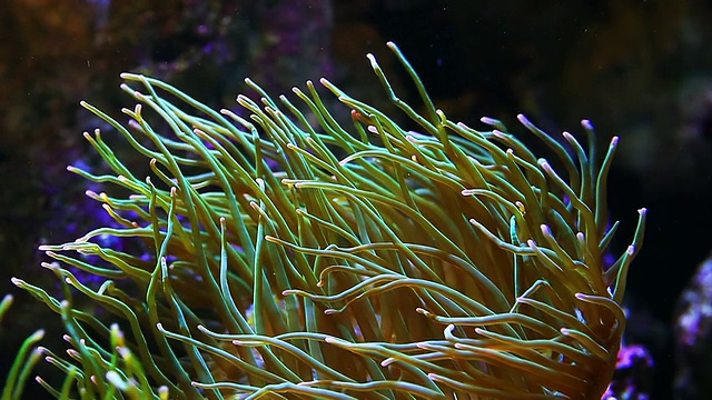 长触须海葵-水下海洋生物背景视频素材