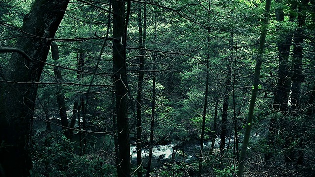 泉水在森林峡谷中流淌视频素材