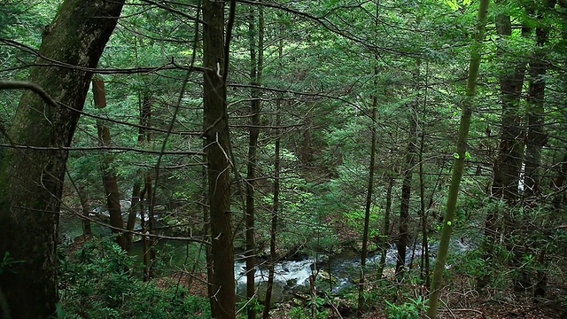 泉水在森林峡谷中流淌视频素材