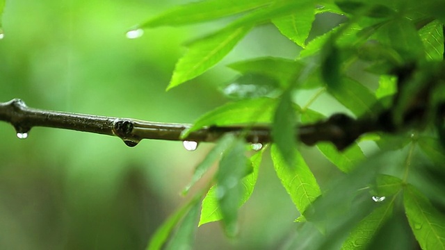 雨滴落在树叶上特写视频素材