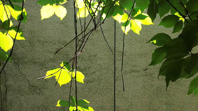 在夏天的Virginia creeper。视频素材