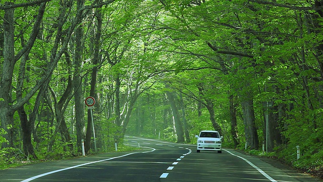 汽车行驶在绿色的森林道路上视频素材