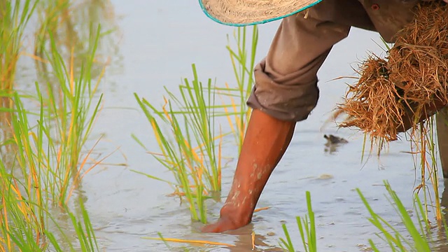 农民种植水稻视频素材