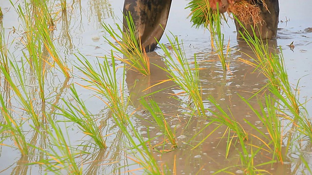 农民种植水稻视频下载