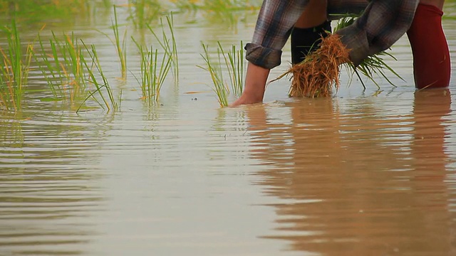 农民种植水稻视频下载