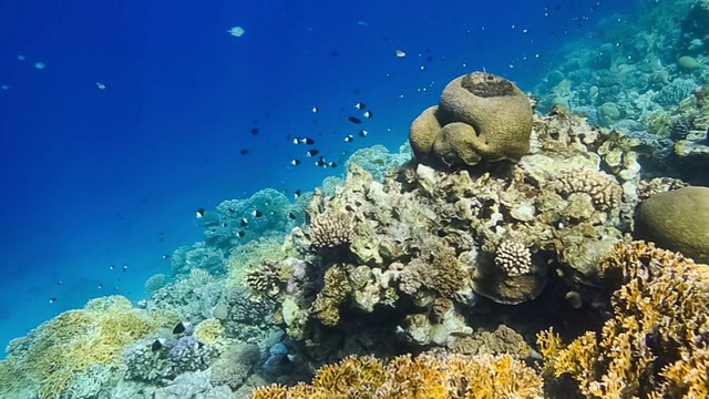 水下海洋生物-亚喀巴/约旦视频素材