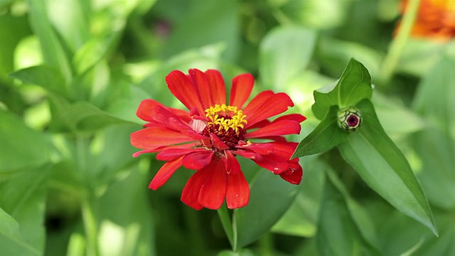 红色Zinnia花视频素材