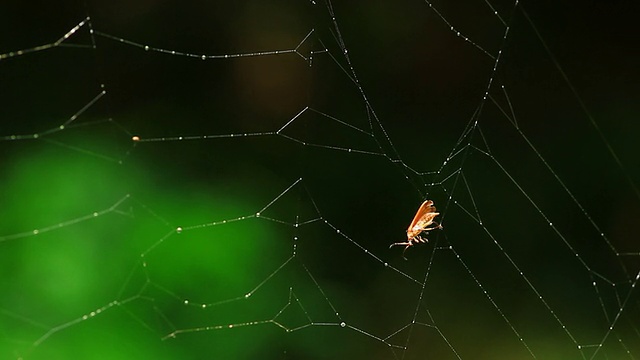 蜘蛛网上的橙色虫子视频素材