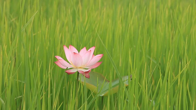 粉红色的莲花视频素材