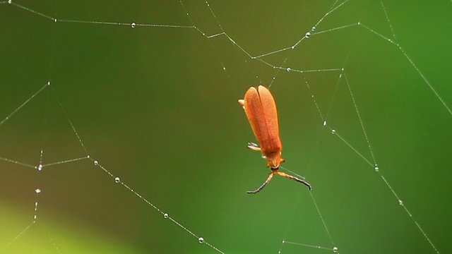 蜘蛛网上的橙色虫子视频素材