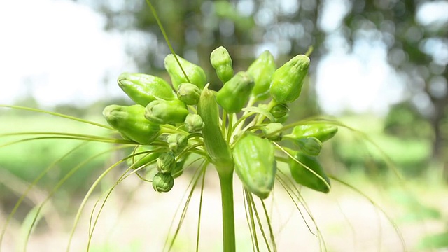 自然的花视频素材