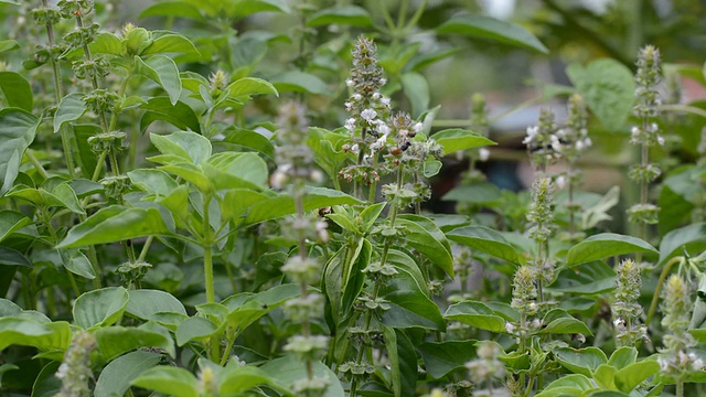 蜜蜂头插在罗勒花萼里视频素材