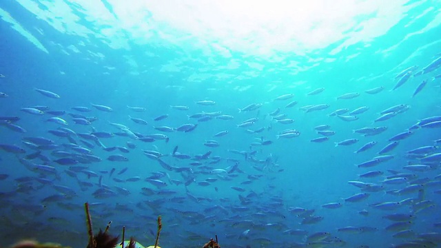 海底的鱼视频素材