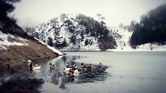 鹅聚集在白雪皑皑的湖边视频素材