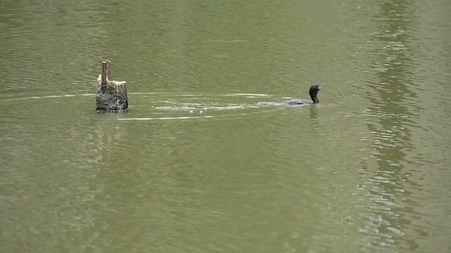 鸟跳进水里视频素材