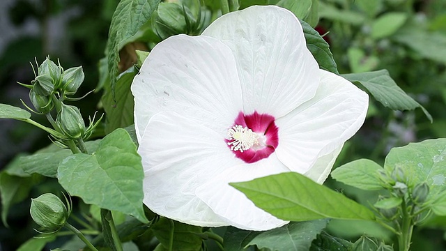 白芙蓉视频素材