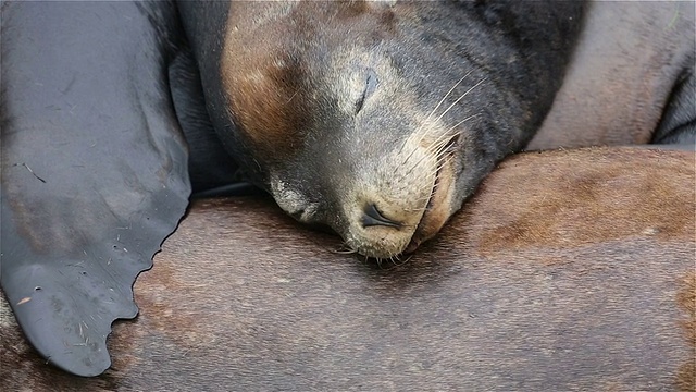 小海狮视频素材