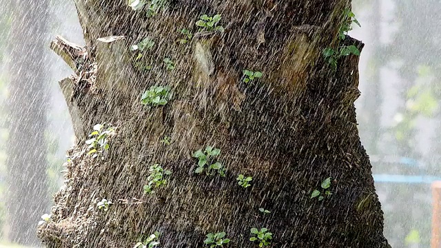 暴雨树干视频素材