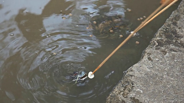 在水里喂海龟。视频素材