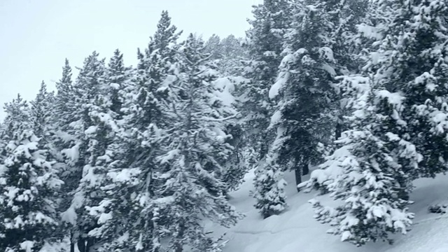 森林边的滑雪者视频下载