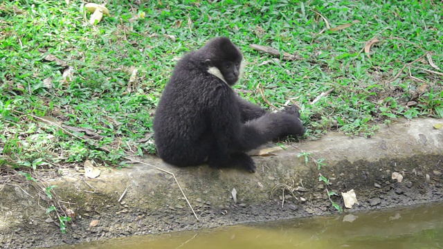 猴子坐在池塘边视频素材