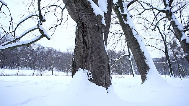 冰雪覆盖的树木;高清多莉视频素材