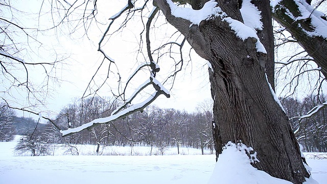 冰雪覆盖的树木;高清多莉视频素材