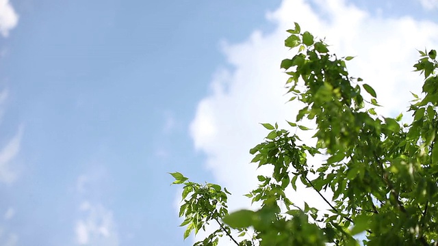 夏日的天空和树叶视频素材