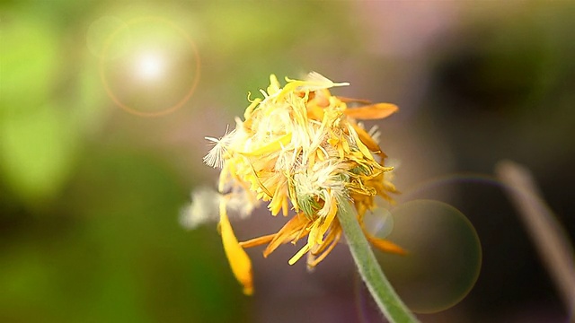 花粉干燥，傍晚轻视频素材