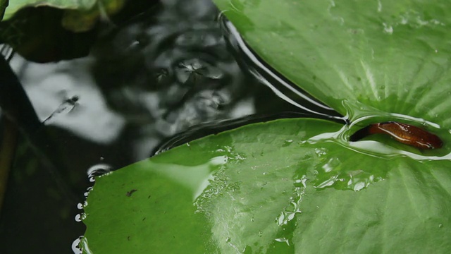 古比鱼鱼视频下载