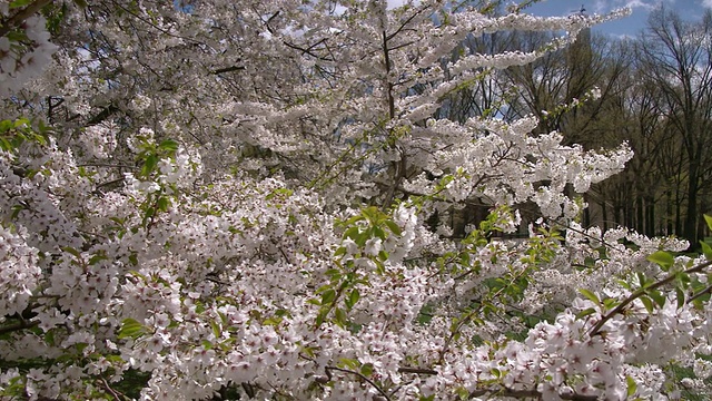 日本樱花树在春天的一天盛开在中央公园视频素材