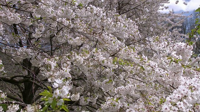 日本樱花树在春天的一天盛开在中央公园视频素材