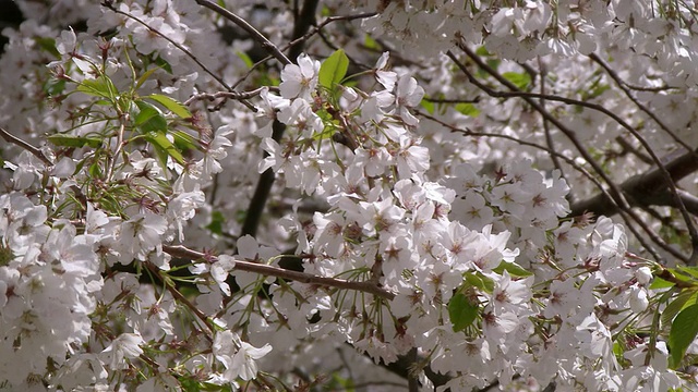 日本樱花树在春天的一天盛开在中央公园视频素材