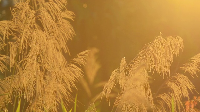 淘金:风吹草花在夕阳下视频素材