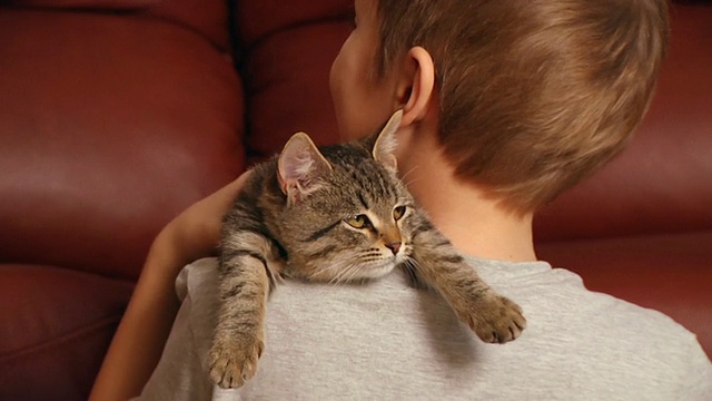 男孩和他的猫视频素材