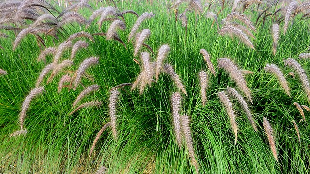 野草花视频素材