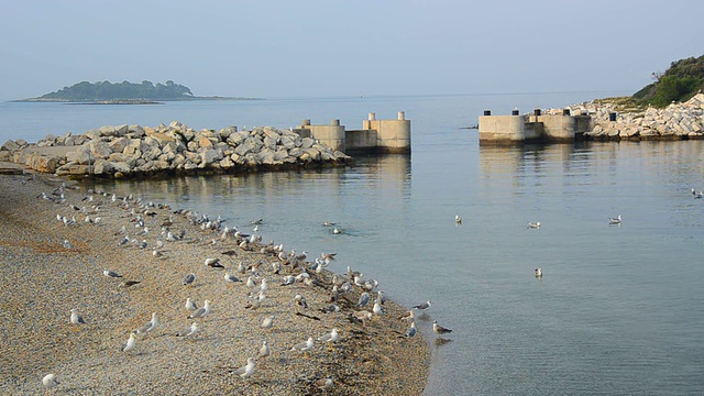 海鸥视频下载